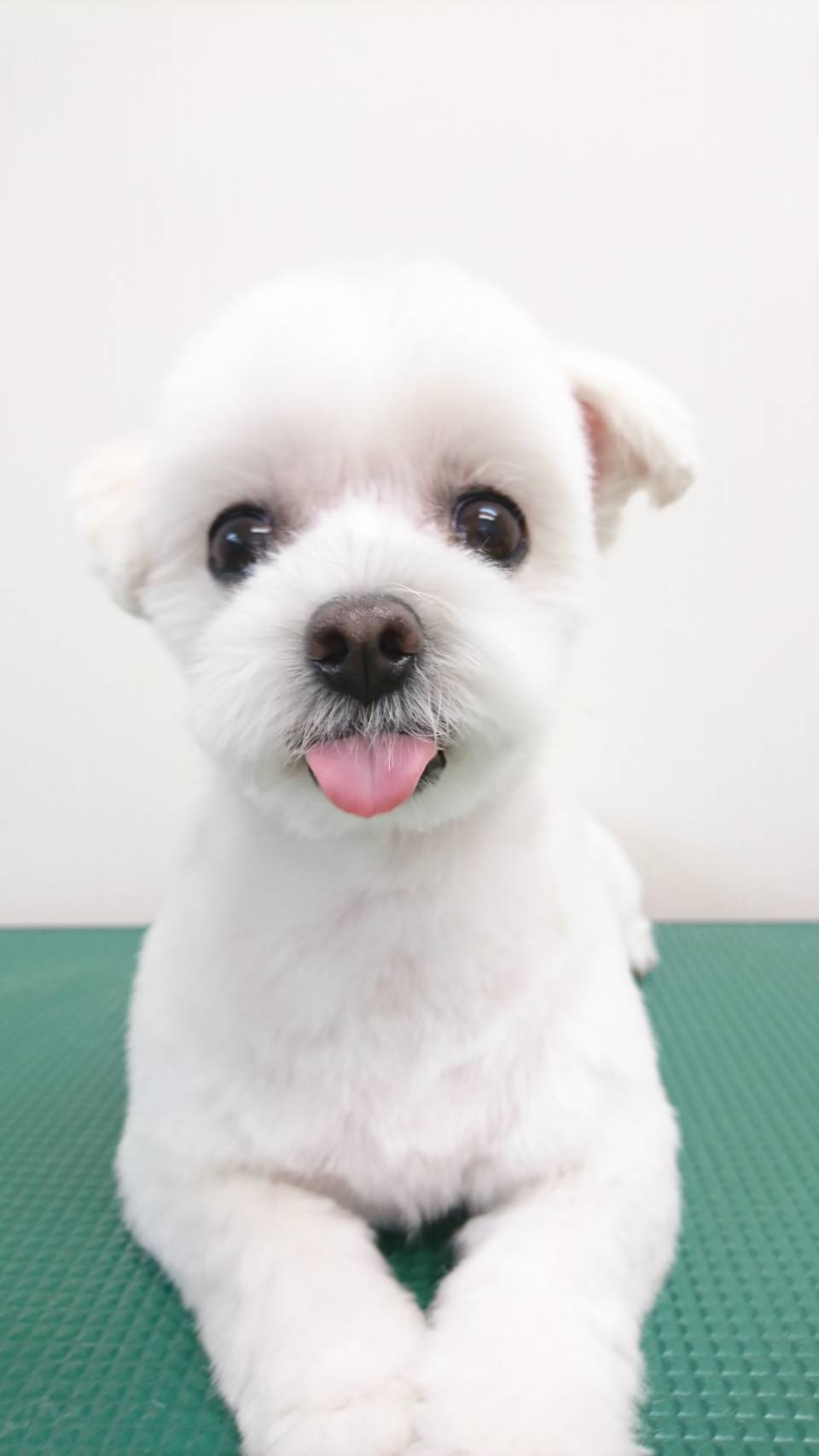 わんわん美容室りんりん ギャラリー