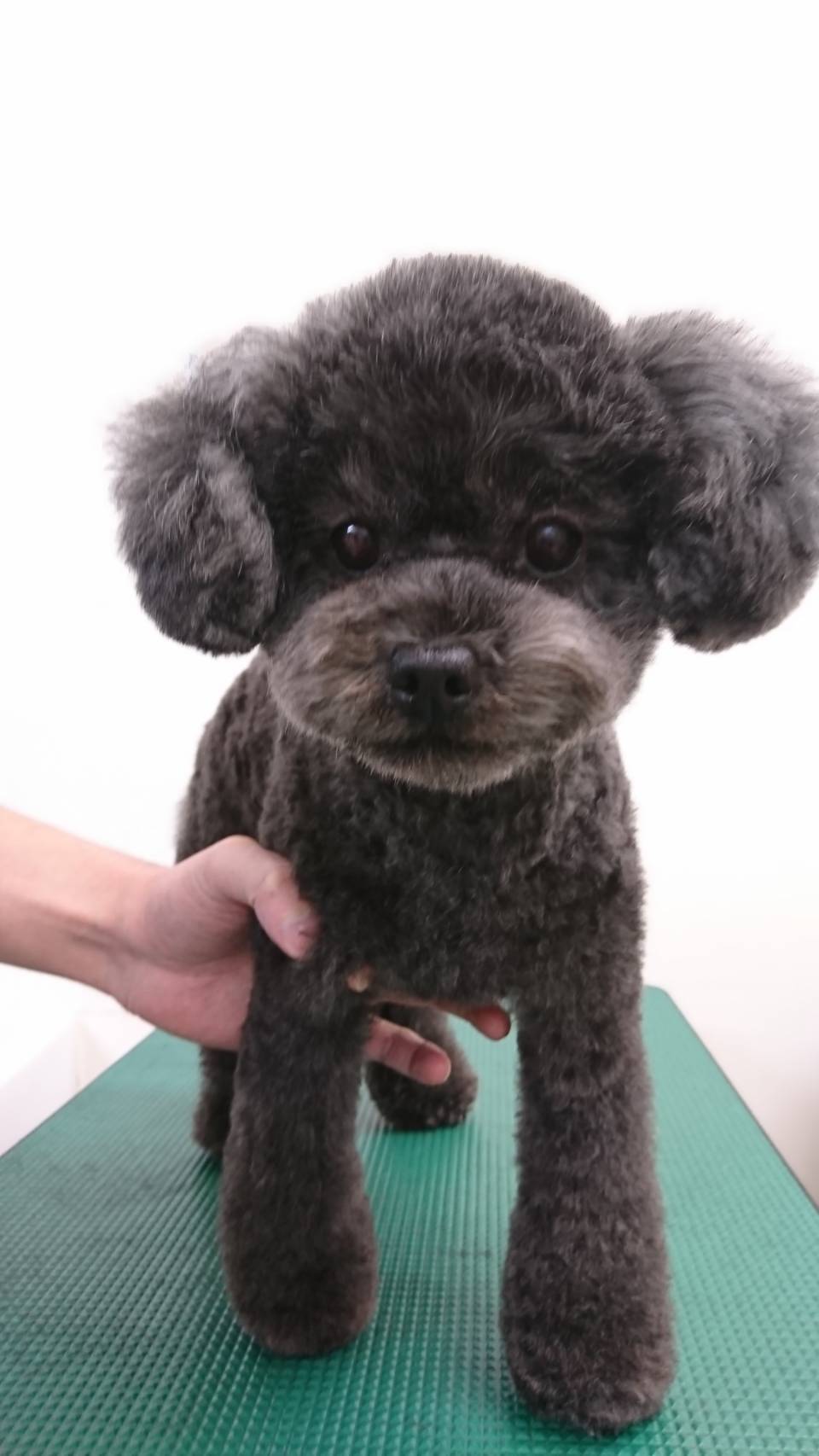 わんわん美容室りんりん ギャラリー