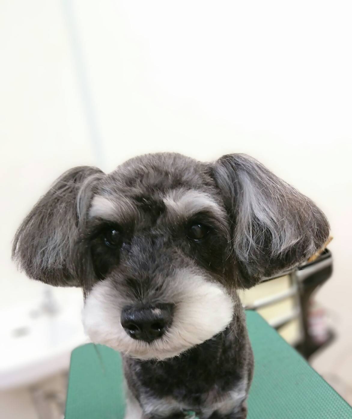 わんわん美容室りんりん ギャラリー