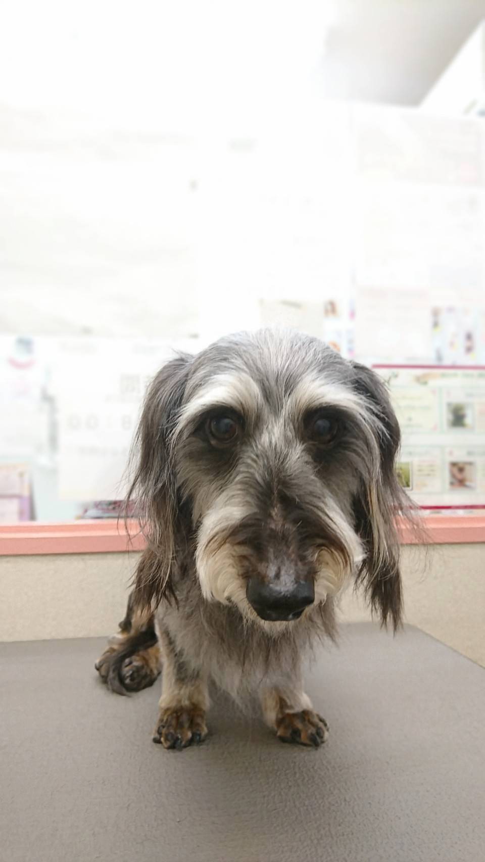 わんわん美容室りんりん ギャラリー